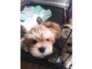 Lhasa Apso Puppy for sale in Brooklyn, MD, USA