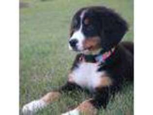 Bernese Mountain Dog Puppy for sale in Argyle, NY, USA