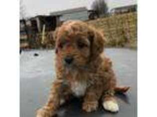 Cavapoo Puppy for sale in Marshfield, MO, USA