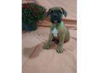 Boxer Puppy for sale in Greensburg, IN, USA