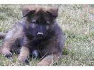 German Shepherd Dog Puppy for sale in Ellsworth, IL, USA