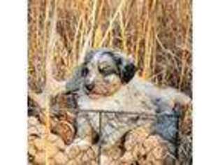 Mutt Puppy for sale in Inola, OK, USA