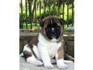 Akita Puppy for sale in Snohomish, WA, USA