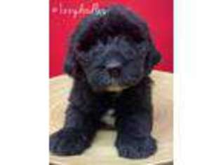 Goldendoodle Puppy for sale in Stockton, CA, USA