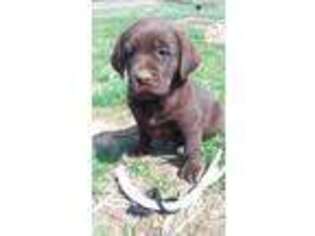 Labrador Retriever Puppy for sale in Cross Timbers, MO, USA
