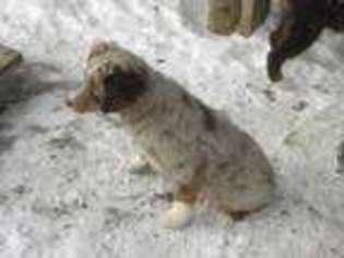 Miniature Australian Shepherd Puppy for sale in Fairview, SD, USA