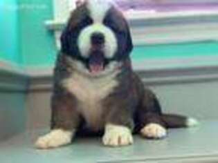 Bernese Mountain Dog Puppy for sale in Sneads Ferry, NC, USA