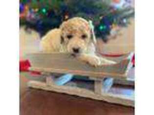 Mutt Puppy for sale in Clovis, CA, USA