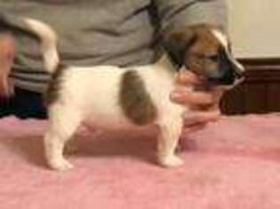 Jack Russell Terrier Puppy for sale in Pilot, VA, USA