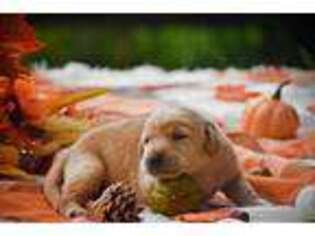 Labrador Retriever Puppy for sale in Coatesville, PA, USA