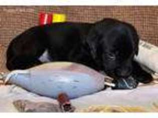 Labrador Retriever Puppy for sale in Surprise, AZ, USA