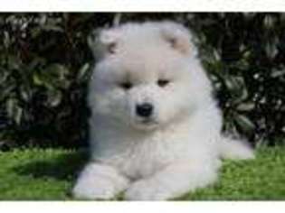 Samoyed Puppy for sale in Stockton, CA, USA