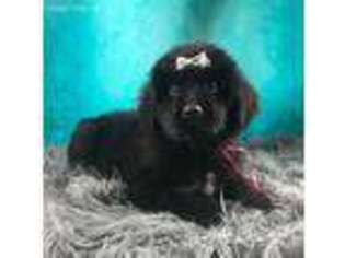 Newfoundland Puppy for sale in Falmouth, MI, USA