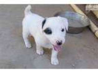 Jack Russell Terrier Puppy for sale in Yuma, AZ, USA