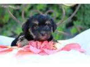 Havanese Puppy for sale in Yuba City, CA, USA