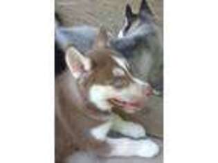 Siberian Husky Puppy for sale in Drain, OR, USA