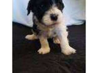 Portuguese Water Dog Puppy for sale in Fabius, NY, USA