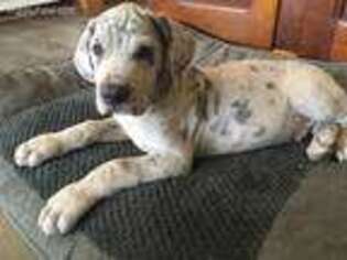 Great Dane Puppy for sale in Lucerne, IN, USA