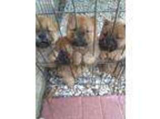 Chow Chow Puppy for sale in Rogersville, MO, USA