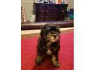 Mutt Puppy for sale in Converse, TX, USA
