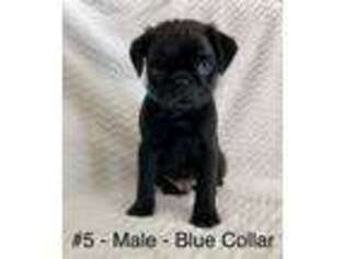 Pug Puppy for sale in Lexington Park, MD, USA