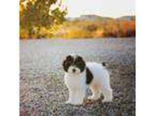 Mutt Puppy for sale in Boise, ID, USA