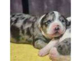 Mutt Puppy for sale in Newark, NJ, USA