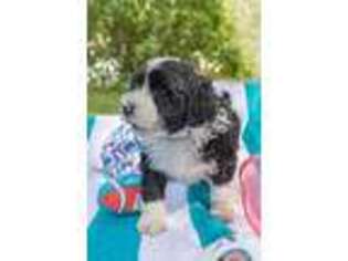 Portuguese Water Dog Puppy for sale in Carson City, MI, USA