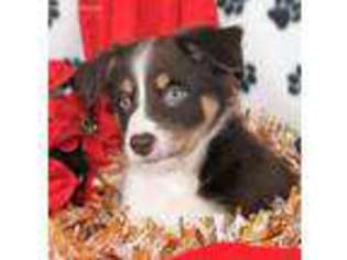 Border Collie Puppy for sale in Moffat, CO, USA