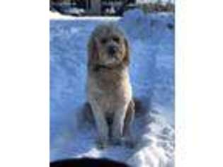 Goldendoodle Puppy for sale in Leominster, MA, USA