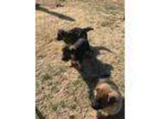 German Shepherd Dog Puppy for sale in Broken Arrow, OK, USA