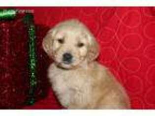 Goldendoodle Puppy for sale in Galena, MO, USA