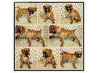 Boxer Puppy for sale in Fremont, OH, USA