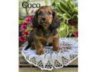 Dachshund Puppy for sale in Middlesex, NY, USA