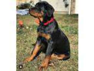 Rottweiler Puppy for sale in Union, NJ, USA