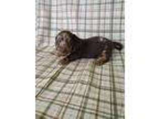 Dachshund Puppy for sale in Telephone, TX, USA