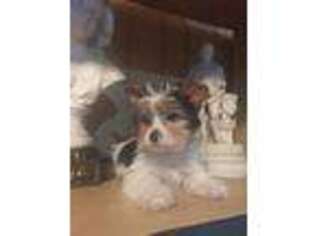 Biewer Terrier Puppy for sale in Chula Vista, CA, USA