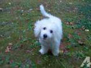 Bichon Frise Puppy for sale in DUNCAN, SC, USA