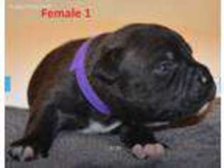 Staffordshire Bull Terrier Puppy for sale in Scottsdale, AZ, USA