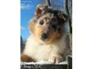 Collie Puppy for sale in Mason, WI, USA