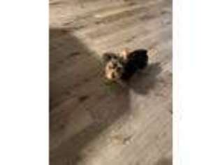 Yorkshire Terrier Puppy for sale in Bridgeport, CT, USA