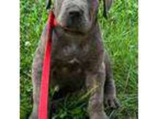 Cane Corso Puppy for sale in Waldorf, MD, USA