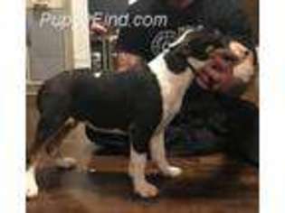 Bull Terrier Puppy for sale in Leavenworth, KS, USA