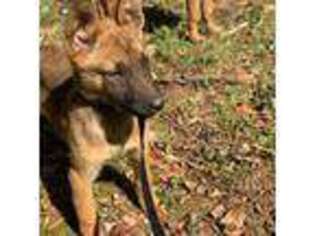 Belgian Malinois Puppy for sale in Gray, GA, USA