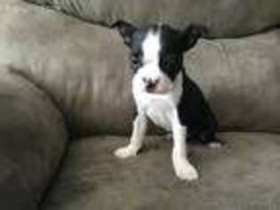 Boston Terrier Puppy for sale in Wausau, WI, USA