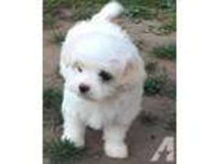 Maltese Puppy for sale in REDMOND, WA, USA