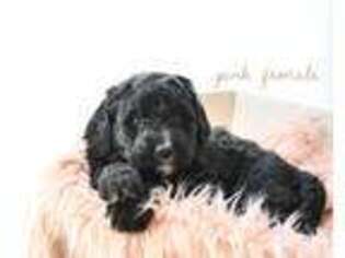 Mutt Puppy for sale in Boones Mill, VA, USA