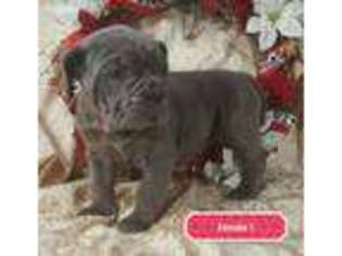 Neapolitan Mastiff Puppy for sale in Wauseon, OH, USA