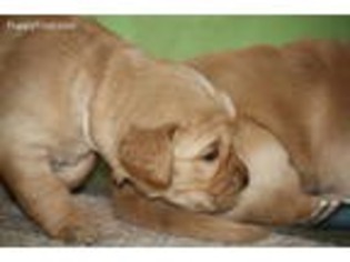 Golden Retriever Puppy for sale in Angola, IN, USA