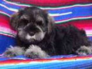 Mutt Puppy for sale in Pataskala, OH, USA